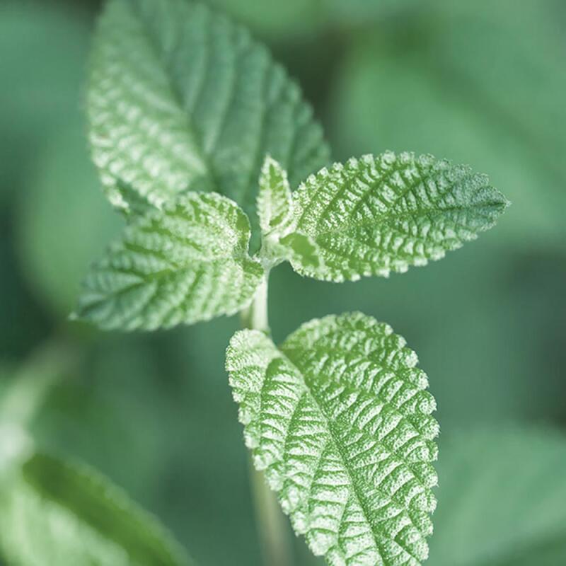 Nard Bad Breath Care Toothpaste (100g x 3)