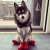 4Pcs Waterproof Pet Cat Rainshoes Anti-slip Silicone Pet Dog Rain Boots Outdoor Rubber Boot For Small Medium Large Dogs Cats