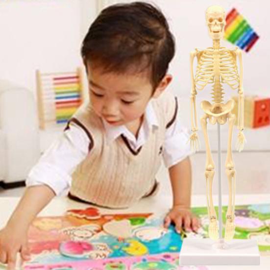 Skelettmodell Praktische Fähigkeit Glatter Kunststoff Biologie Wissenschaft Lernset für