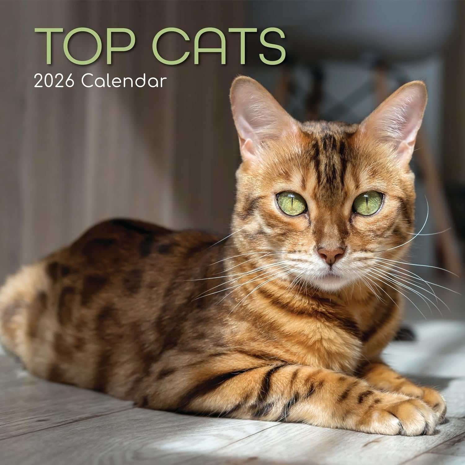 The Gifted Stationery 2026 Square Wall Calendar, Top Cats, 16-Month Animals Theme Hanging Calendar with 180 Reminder Stickers, Month Planner for Home