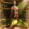 Natural Bird Chew Toy Cotton Rope Pinecone Parrot Toy Bite Resistant Birds Tearing Toy Cockatiels Training Cage Toys Accessries