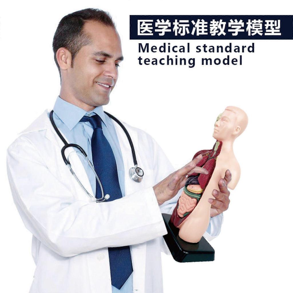 11 Inch Human Body Model for Kids,Human Torso Anatomy Model Toys,8 Pcs Removable Anatomy Doll with