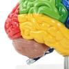 Menschliches Gehirnmodell Rechte Hemisphäre Anatomie Neurowissenschaften Lehrmittel Farblich gekennzeichnet für Psychologie Kognitive Bildung