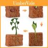 Childrens Educational Plant Growth Cycle Model Static Pvc Science Toy For Kids Learning