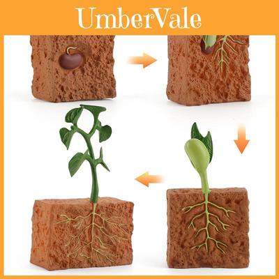 Childrens Educational Plant Growth Cycle Model Static Pvc Science Toy For Kids Learning