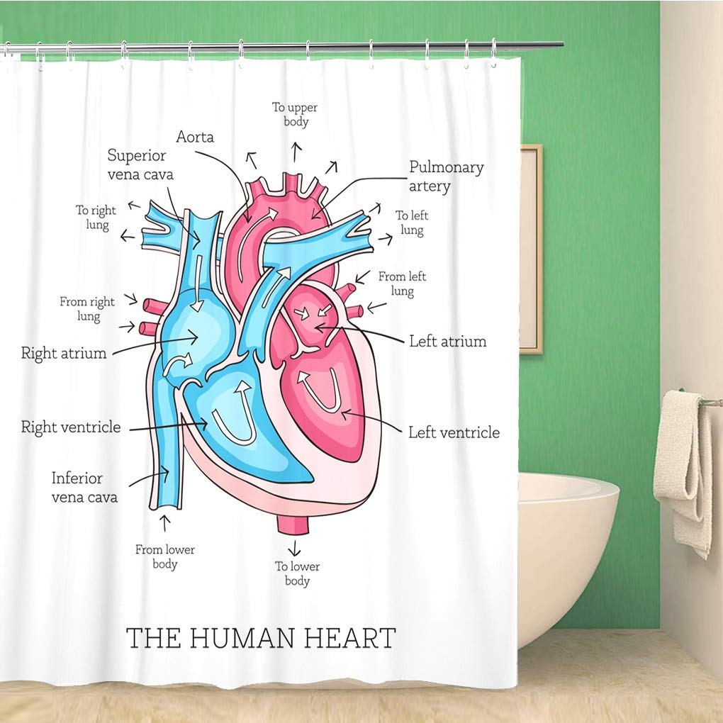 Science Shower Curtain, Black Chalkboard Biology Hand Written, Cloth Fabric Washable Bathroom Decor Set With Hooks, Black Brown