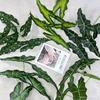 Alocasia Simulated Plant Odora Mall Hotel Courtyard Green Decoration Plant