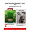 Potted Rosemary and Mint Seedlings: Edible, Mosquito-Repellent Herbs for Indoor Use