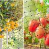 Garden Orchard Bird Protection Net Polyethylene Mesh Netting for Fruit Trees Vineyard Bird Control 2m by 5m Durable Extruded Material