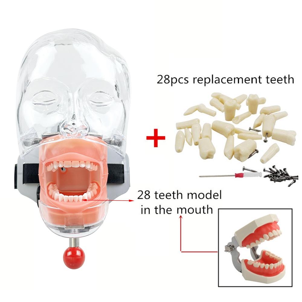 Model Capian Phantom Dentar Cu 28/32 Dinți de Rezervă Simulator Stomatologic Echipament Typodont Pentru Predarea Studierii Medicilor Dentisti Fierbinte