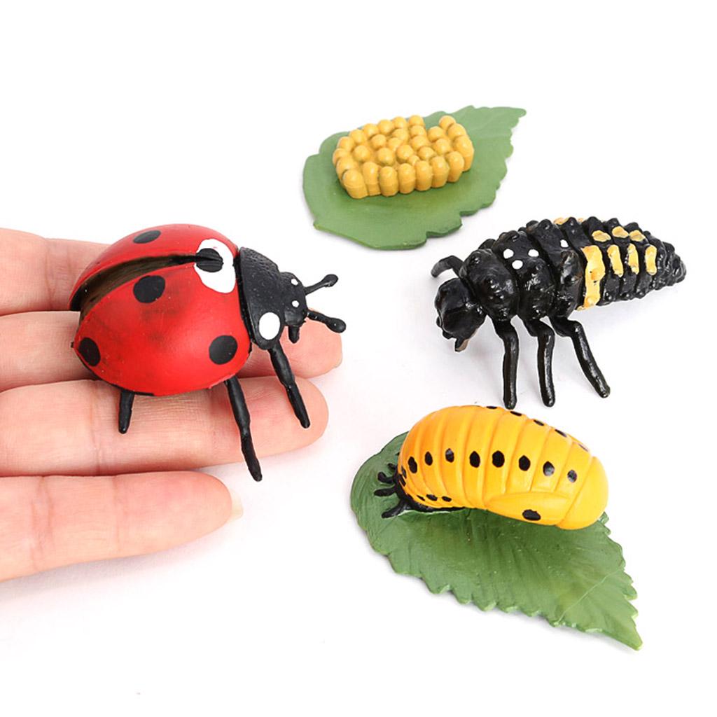 Pomoce dydaktyczne dotyczące cyklu życia zwierząt w klasie od 5. roku życia Biedronka