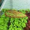 Douyu Fish Tank Leaf Ornament with Suction Cup - Aquarium Decoration for Resting, Sleeping, and Spawning Fish