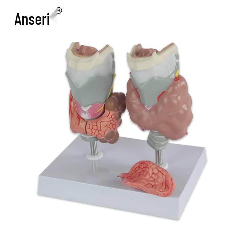 Ancserui Анатомическая модель головы, шеи, мышц, мозга и щитовидной железы человека Standard