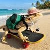 Funny Pet Skateboard Toys Set Creative Parrot Skateboard Lizard Mini Scooter  Photograph Prop