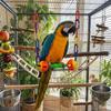 Colorful Bird Hanging Swing Wear-Resistant with Hooks Swing Stand Plastic with Bells Bird Interactive Swing Bird Cage Decoration