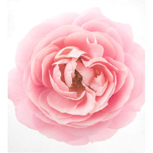 ALAZA Забавная Корова Принт Животное Большой Магнит на Посудомоечную Машину Магнитная Крышка 23x26 дюймов Наклейка на Холодильник Стикер на Стиральную Машину Кухонный Декор ярко-розовый