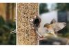 Windproof Waterproof Metal Hanging Bird Feeder for Small Birds and Parrots