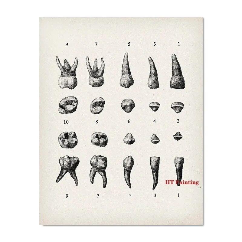 

Винтажный абстрактный стоматологический анатомический постер с зубами, иллюстрация, образовательный плакат, холст, картина, настенные панно, домашний декор для клиники, подарок 21cm×30cm NoFrame