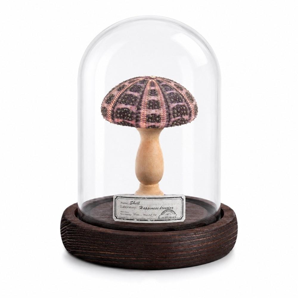 Flicker Free Shell Lamp Soft Lighting Mini LED Lamp Vintage Style Desk Lamp Holiday Gift