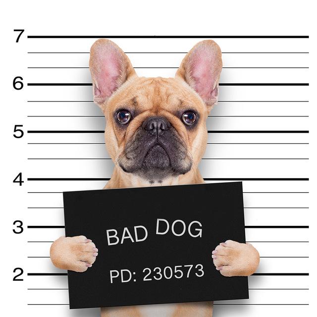 5d Diamond Painting Cat DIY Mosaic Flower Full Round/Square Diamond Embroidery Animal Handicraft Decor For Home