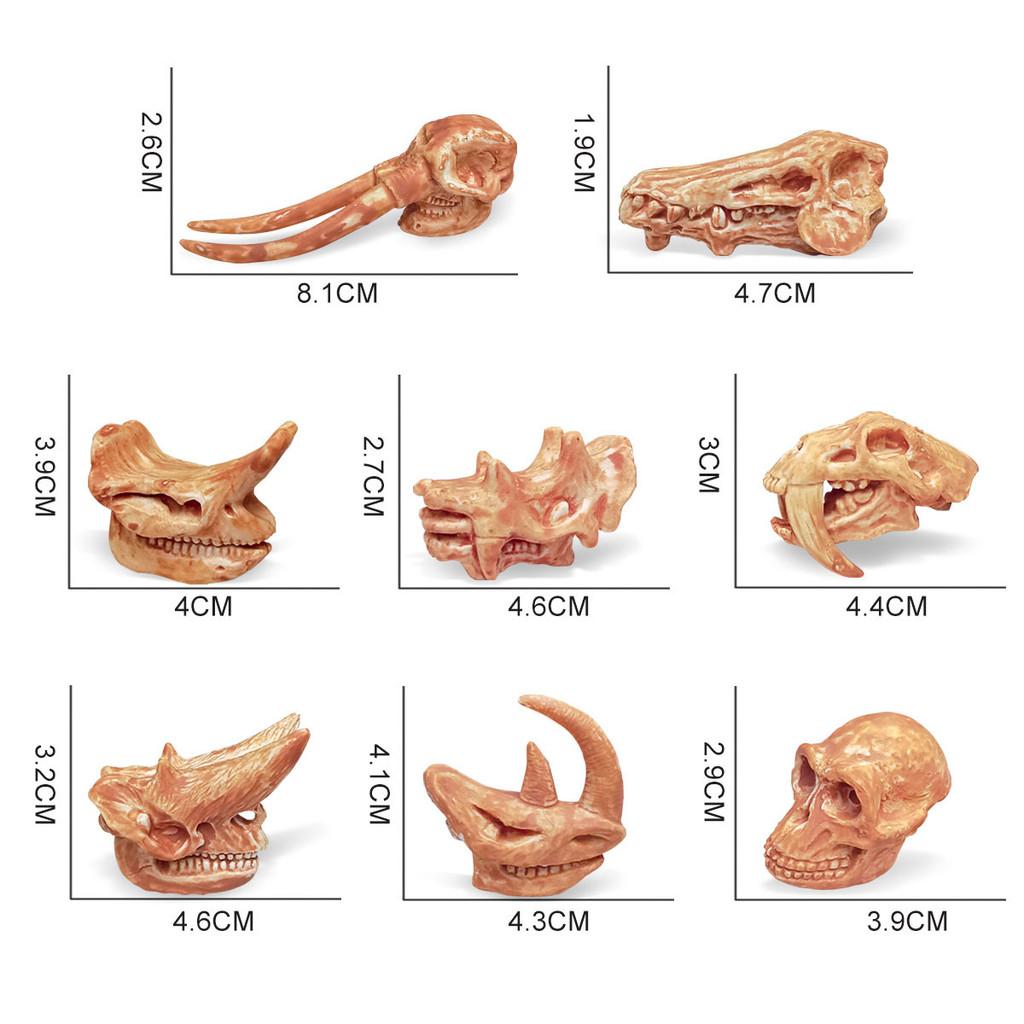 Educational And Interactive Dinosaur Fossil Toys Triceratops And Brachiosaurus Models