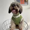 High Collar Vest for Small/Medium Dogs & Cats - Spring/Autumn Wear for Bichon, Corgi, Teddy, Butterfly, British Shorthair