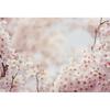 Frühlingsrosa Blumen Hintergrund Glitzer Licht Bokeh Floral Kirschblüte Neugeborenes Baby Porträt Fotografie Hintergrund Fotostudio