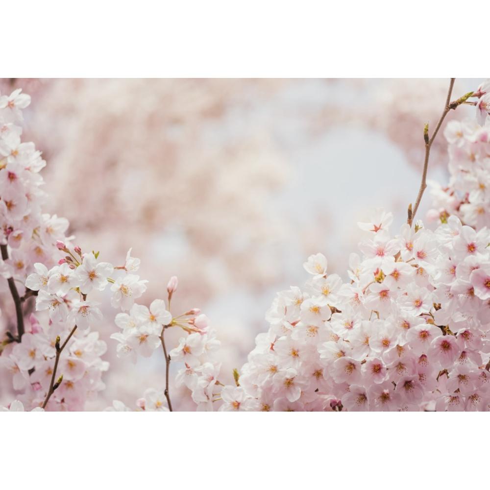 Frühlingsrosa Blumen Hintergrund Glitzer Licht Bokeh Floral Kirschblüte Neugeborenes Baby Porträt Fotografie Hintergrund Fotostudio