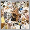 Hachimi Cute Cat Pattern Stickers - 50 Sheets of Realistic Style for Notebooks, Desktops, and More