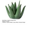 Stojan na prsteny Stojan na šperky Kompaktní design Kreativní stojan na prsteny ve tvaru aloe Stojan na uložení šperků Dekorace na stůl
