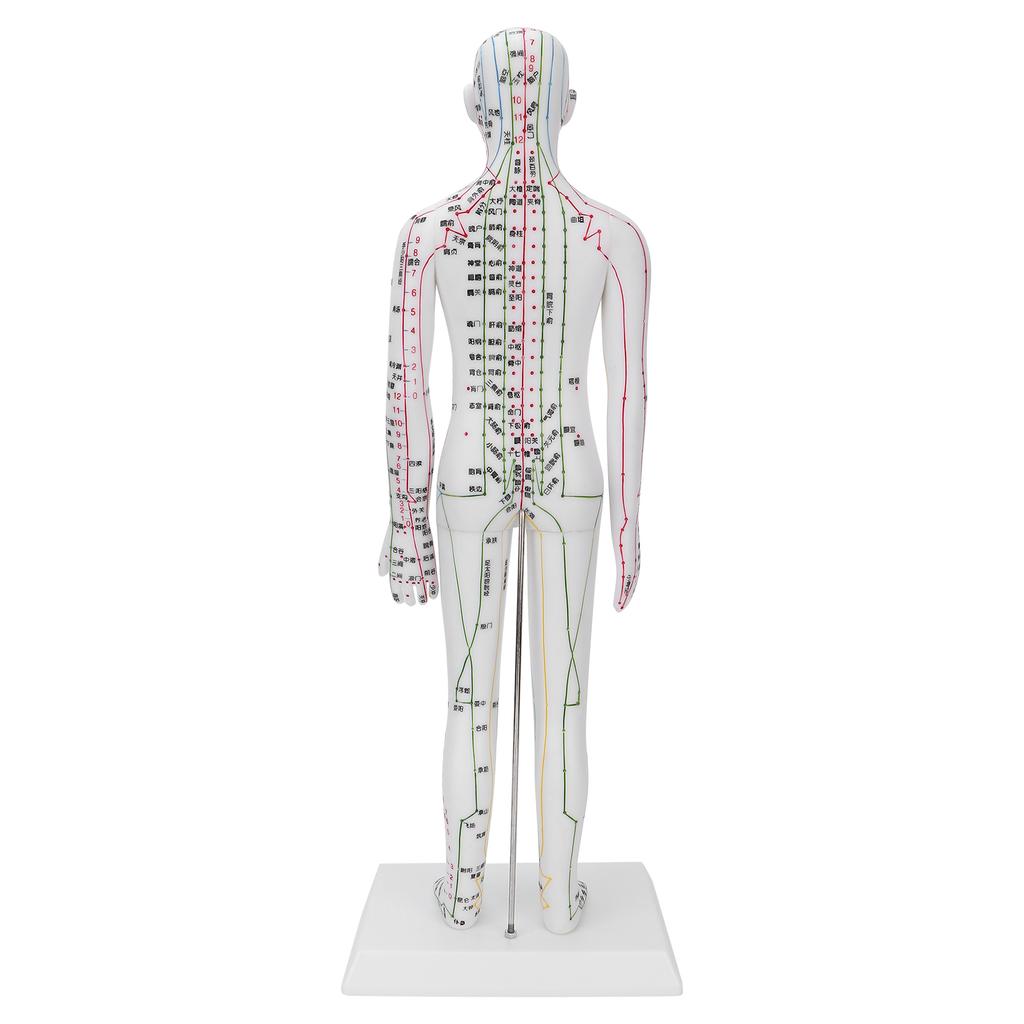 Teaching Acupuncture Meridians Model Women Acupuncture Model with Base Acupuncture Needle Set