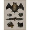 Vintage Spider Antique Bat Raven Moth Butterfly Gothic Art Poster Canvas Painting Wall Prints Picture Dark Academia Decoration