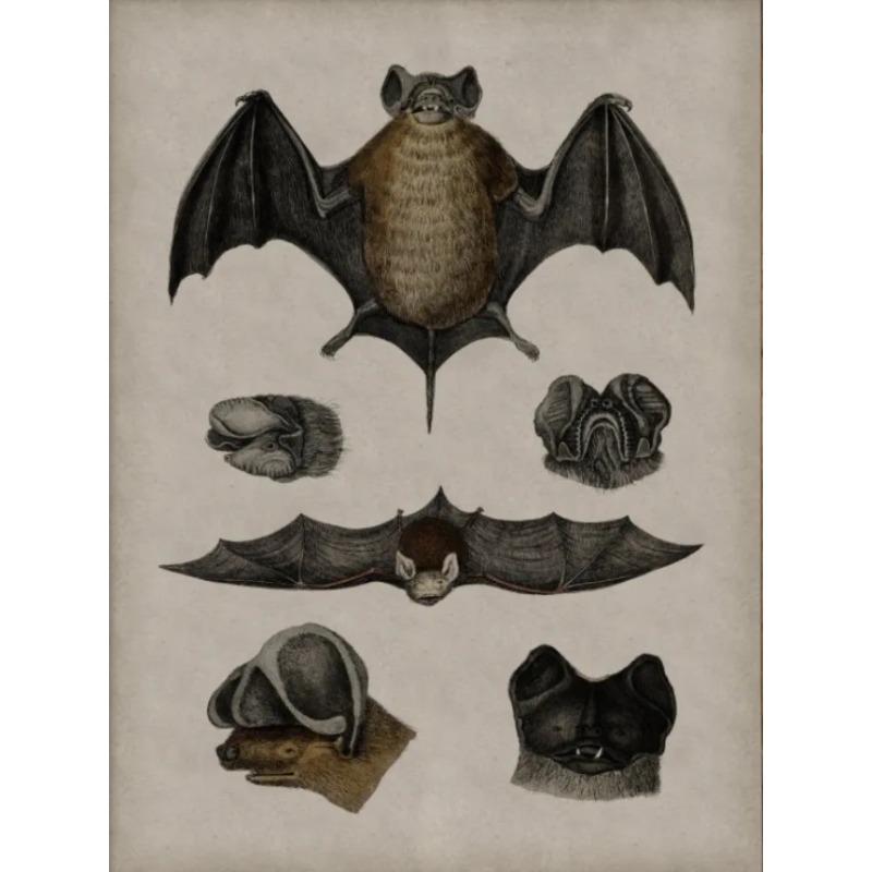 Vintage Spider Antique Bat Raven Moth Butterfly Gothic Art Poster Canvas Painting Wall Prints Picture Dark Academia Decoration