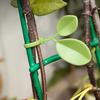 Leaf-Shaped Plant Ties Heavy Duty Zip Ties Cable Management Ties for Garden Plant Support And Home Office Cord Organization