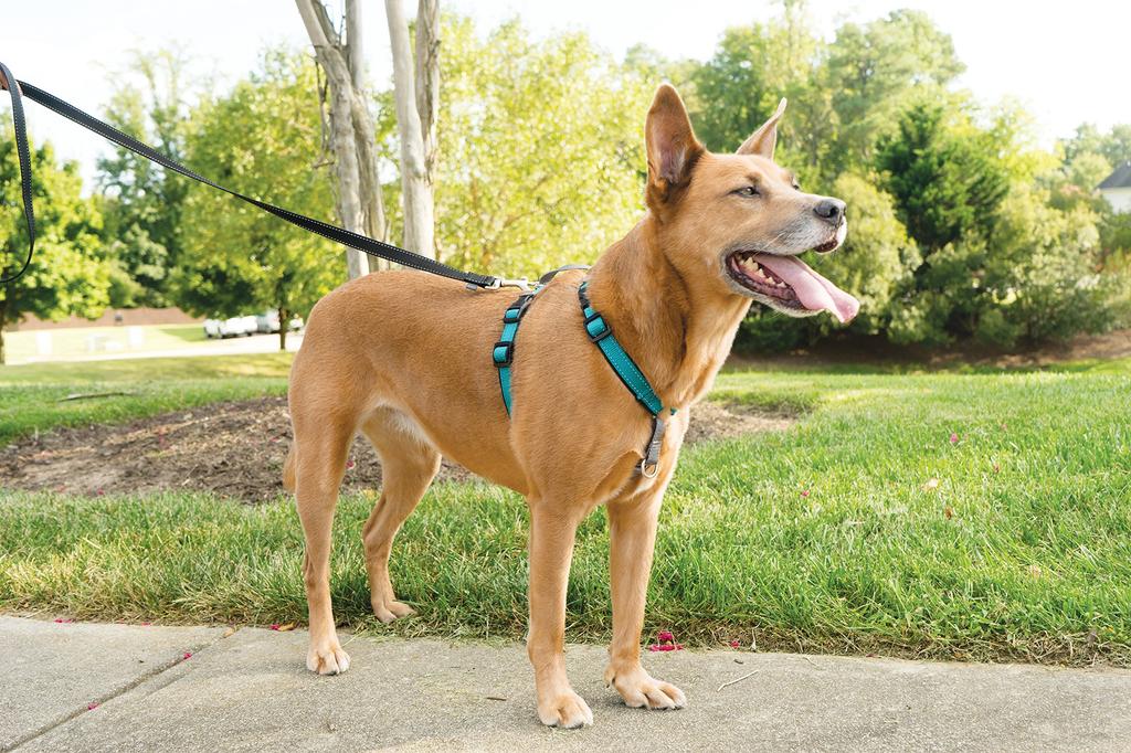 PetSafe 3-in-1 Dog Harness, Teal (Green), Size Medium