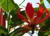 SAFLAX African Climbing Lily - 15 Seeds - Gloriosa Rothschildiana