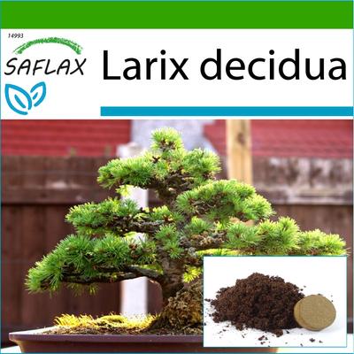 Bonsai - European Larch - 75 Seeds - With Potting Substrate for Better Cultivation - Larix Decidua