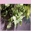 Flexible Realistic Turtle Foliage Artificial Plant For Party Wedding Home Decor