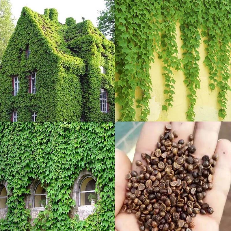 Семена плюща. Бостонский плющ партеноциссус. Хедера семена. Плющ садовый вечнозеленый семена. Плющ обыкновенный семена.