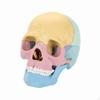 Human Cranial Physiology Model Educational 4D with Knowledge Cards Highly Detailed for