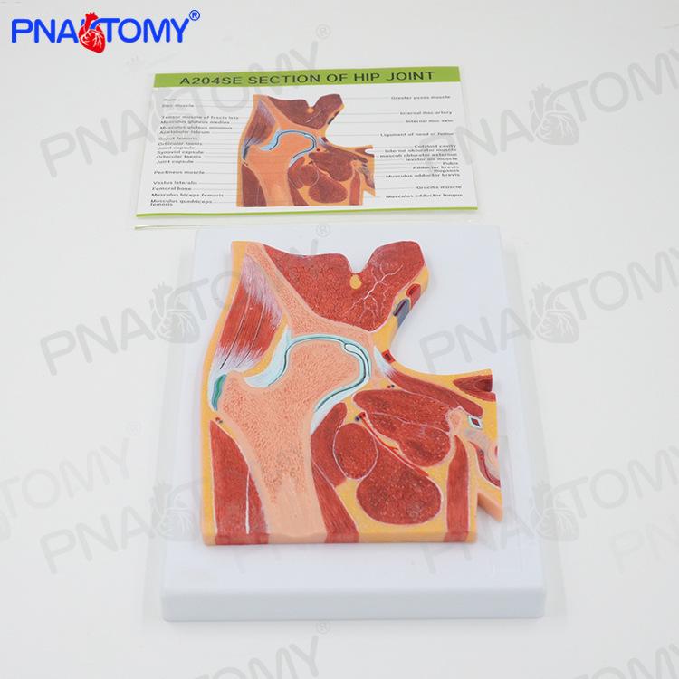 Hip Joint & Skeletal Muscle Cross-Sectional Anatomy Model for Medical Teaching 26x32x4cm