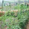 Cucumber Trellis Wear-resistant Space Saving Plastic Cucumber Trellis Netting for Garden