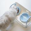 Non-Slip Cat Food Water Bowl Double Bowls Pet Food Dispenser Pet High Footed Bowl  Pet Supplies