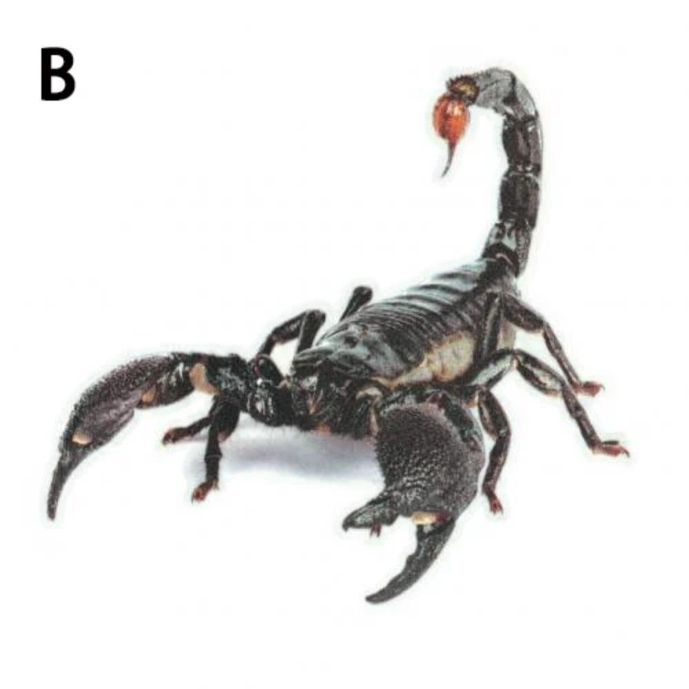 3D Animal Figure Spider Lizard Scorpion Car Sticker Car Window Glass Bumper Decal Decoration Water Resistance and High Viscosity