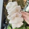 Headwear Hair Crab Claw Princess Style Bow Hair Claw Korean Shark Clip Bowknot Women Hair Clips