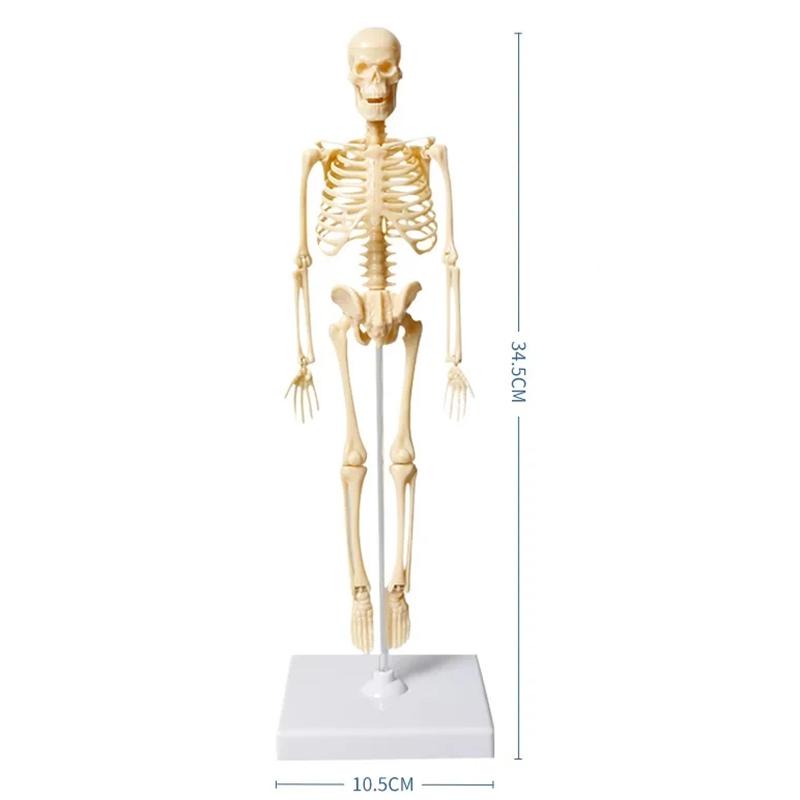 Menschlicher Torso-Körpermodell-Anatomie-anatomische medizinische innere Organe für den Unterricht beige