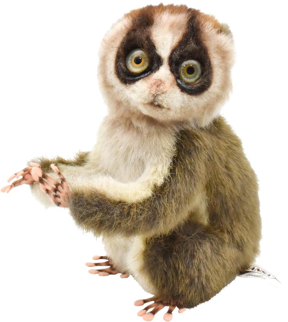 BH7043 HANSA Slow Loris 17