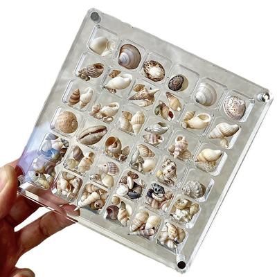 Elegante magnetische Muschel-Ausstellungsbox aus Acryl. Ein Muss für Muschelsammler.