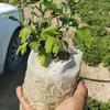 100Pcs Fabric Pots Large Plant Pot Garden Supplies Fabric Planter Grow Bags Small Plant Nonwoven Seedling Bag