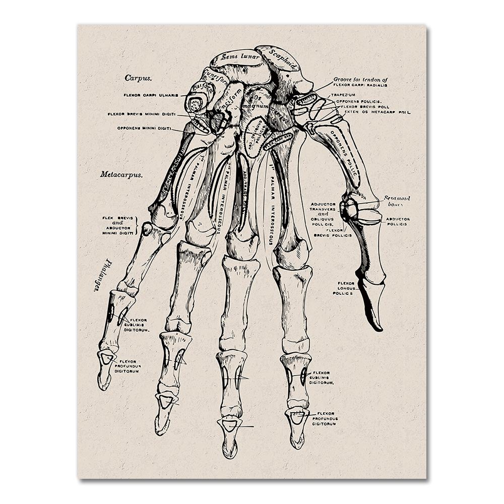 Human Anatomy Wall Art Hospital Vintage Posters and Prints Doctor Office Decoration Skeleton Anatomical Skull Canvas Painting
